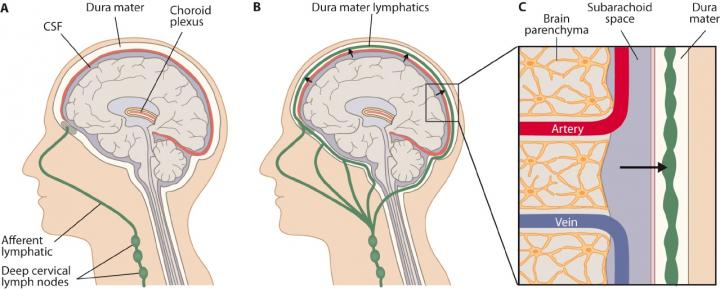 lymphatic system in brain